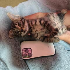 家猫として飼って下さる方
