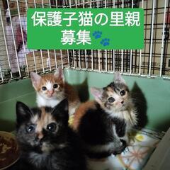 保護子猫 三毛 サビ 茶白女の子🩷茶トラ男の子💛🐾