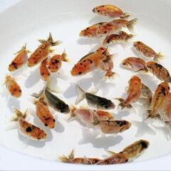 ❷江戸錦5匹【当歳】