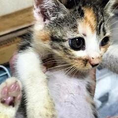 保護子猫 🐾三毛 サビ 茶白女の子🩷茶トラ男の子💛🐾 - 猫