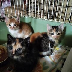 保護子猫 🐾三毛 サビ 茶白女の子🩷茶トラ男の子💛🐾 − 滋賀県
