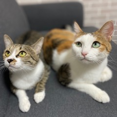 避妊済、三毛猫、キジサビ、2匹募集