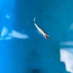 サボテン極ラメA10匹