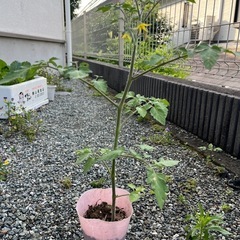 ミニトマト(鈴なり)