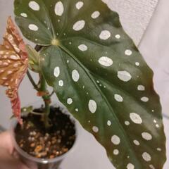 インテリア　観葉植物　ベゴニアマクラータ　