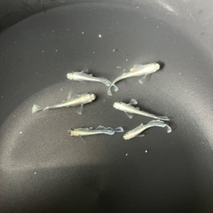 メダカ（各種）