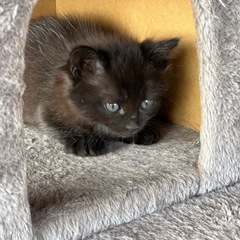黒猫の兄弟（2ヶ月）