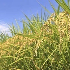 ひとめぼれ5kg
