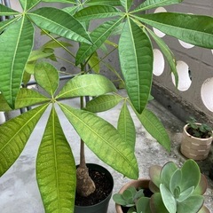 植物はパキラですの画像