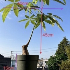 植物はパキラですの画像
