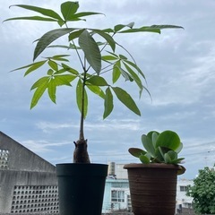 植物はパキラです