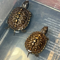 アメリカハコガメ　亀　爬虫類　