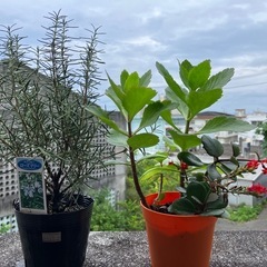 植物