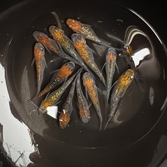 現物メダカ 蒼煌メダカ 13匹 配色抜群。極美