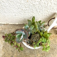 ミニ多肉植物寄植