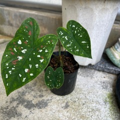 カラジュウムビコロール❓観葉植物❓①の画像