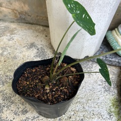 カラジュウムビコロール❓観葉植物❓①の画像