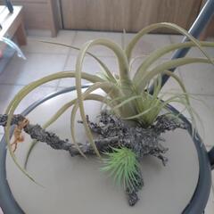 観葉植物　フェイクグリーン