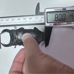 大型血統　久留米産オオクワガタ　1ペア ♂80mm ♀51mm ...