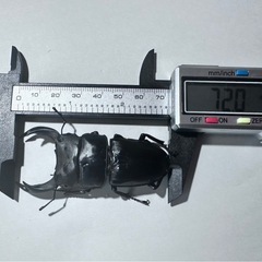 大型血統　久留米産オオクワガタ　1ペア ♂72mm ♀47mm ...
