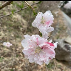 花桃　①の画像