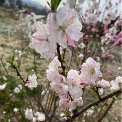 花桃　①の画像