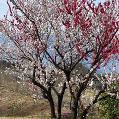 花桃　①の画像