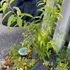 花桃　①の画像