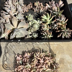多肉植物カット苗