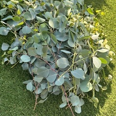 ユーカリポポラス　剪定枝　