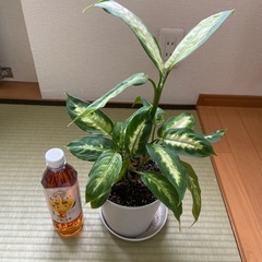 観葉植物⑧ディフェンバキア