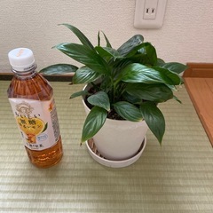 観葉植物⑤スパティフラム