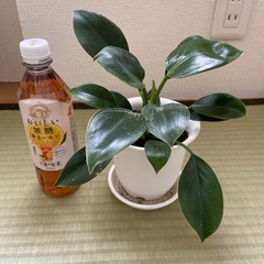 観葉植物④フィロデンドロン