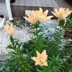 ゆり球根の画像