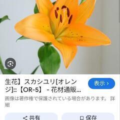 ゆり球根