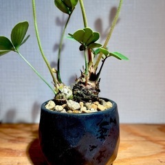 レア！2頭！美型！陶器鉢付き！インテリアとしても存在感抜群！珍しい観葉植物ザミアの画像