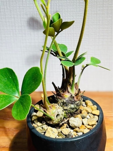 レア！2頭！美型！陶器鉢付き！インテリアとしても存在感抜群！珍しい観葉植物ザミア
