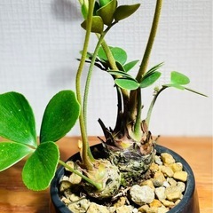 レア！2頭！美型！陶器鉢付き！インテリアとしても存在感抜群！珍しい観葉植物ザミアの画像