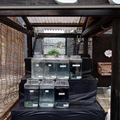 めだかセット品補充😀