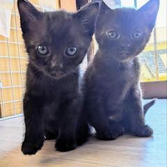 1ケ月のかわいい♥️子猫 3匹