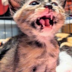 1ケ月のかわいい♥️子猫 3匹