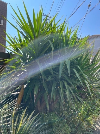 ユッカ  エレファンティペス 多頭 シンボルツリー