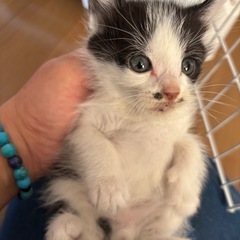 しろくろ君