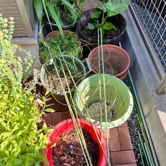 植木鉢　プランターの画像