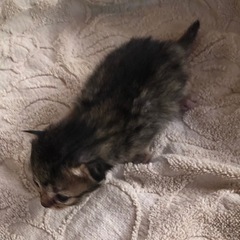 里親募集　元気な子猫