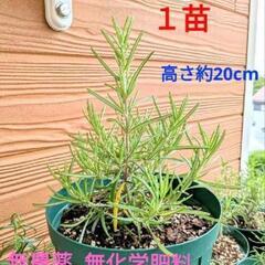 無農薬  コルシカン ローズマリー