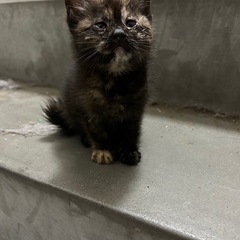 サビちゃん　仔猫
