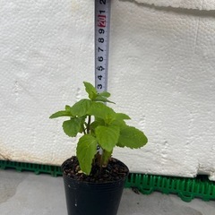 🪴我が家のモヒートミント イエルバブエナ 苗 菌ちゃん農法の画像