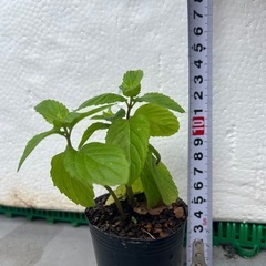 🪴我が家のモヒートミント イエルバブエナ 苗 菌ちゃん農法の画像