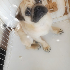 甘えん坊のパグ君1歳°・*:.。.☆
